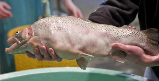 genetically modified fish with six-pack abs