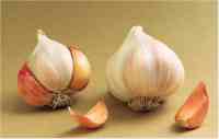 garlic